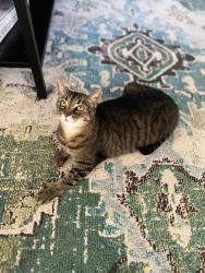 Lost Female Cat last seen N 17th ave and w la rua.  Near graffiti bridge , Pensacola, FL 32501