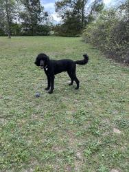 Lost Male Dog last seen Panther rd, Smiths Station, AL 36877