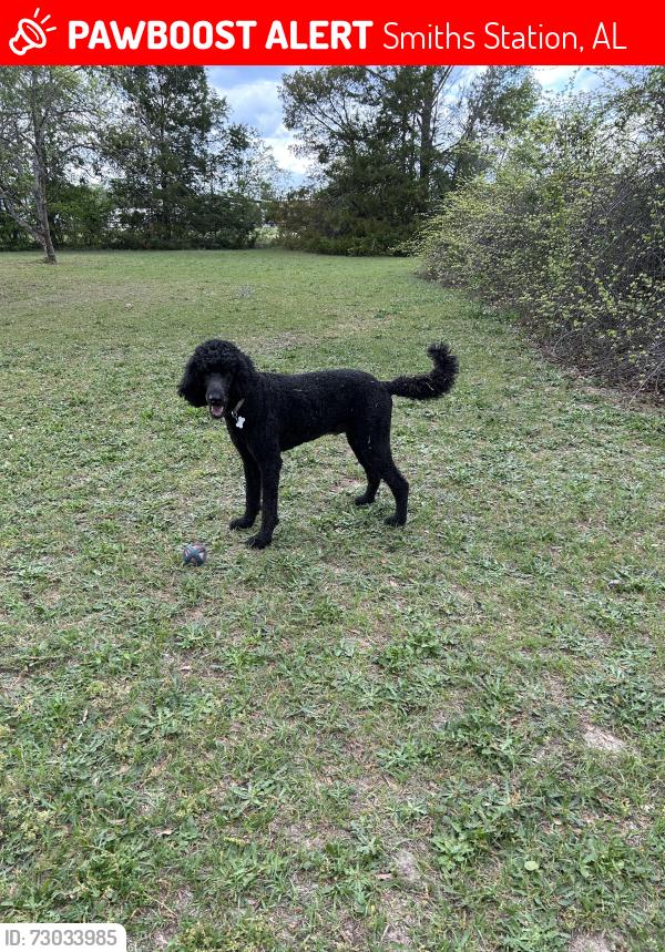 Lost Male Dog last seen Panther rd, Smiths Station, AL 36877