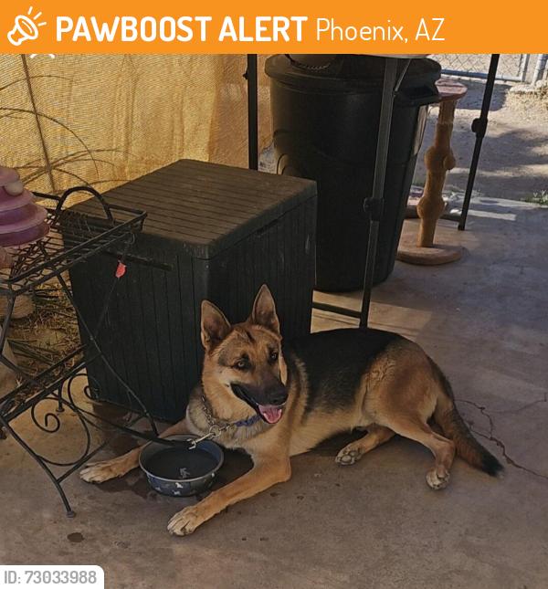 Found/Stray Male Dog last seen 29th Ave and Adams, Phoenix, AZ 85009