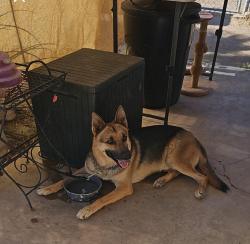 Found/Stray Male Dog last seen 29th Ave and Adams, Phoenix, AZ 85009
