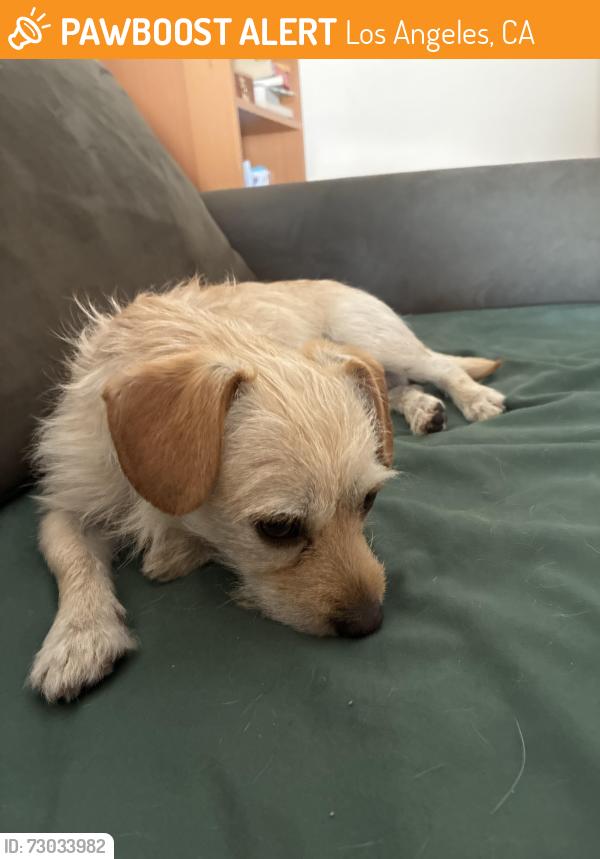 Found/Stray Male Dog last seen Reseda Blvd and Nordhoff Street, Los Angeles, CA 91324