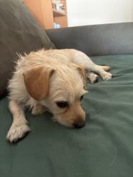 Found/Stray Male Dog last seen Reseda Blvd and Nordhoff Street, Los Angeles, CA 91324