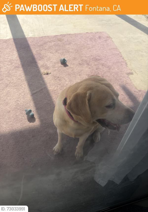 Found/Stray Female Dog last seen Almeria and home ct, Fontana, CA 92336
