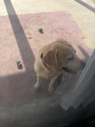 Found/Stray Female Dog last seen Almeria and home ct, Fontana, CA 92336