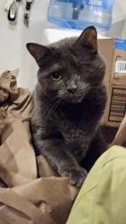 Reunited Female Cat last seen Cherry Run Rd, Hedgesville, WV 25427
