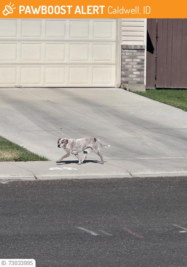 Found/Stray Unknown Dog last seen Weston Ave., Caldwell, ID, Caldwell, ID 83607