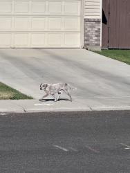 Found/Stray Unknown Dog last seen Weston Ave., Caldwell, ID, Caldwell, ID 83607