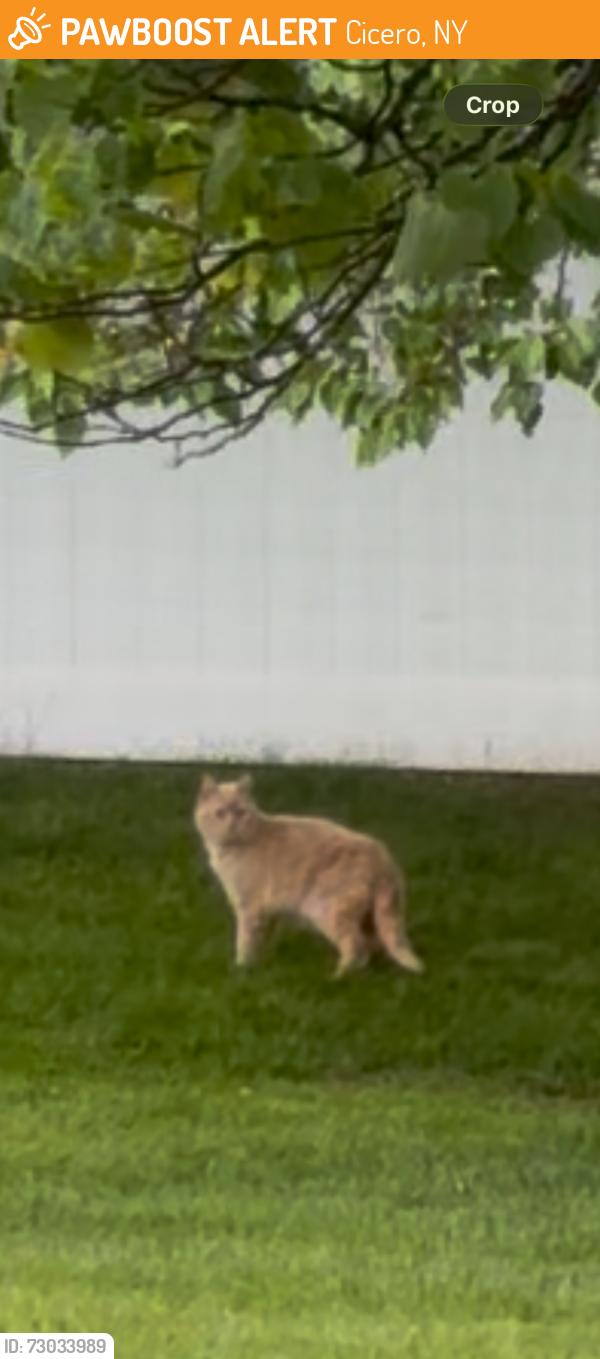 Found/Stray Unknown Cat last seen Pastures neighborhood off of Route 31 Cicero., Cicero, NY 13212