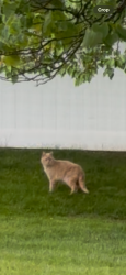 Found/Stray Unknown Cat last seen Pastures neighborhood off of Route 31 Cicero., Cicero, NY 13212