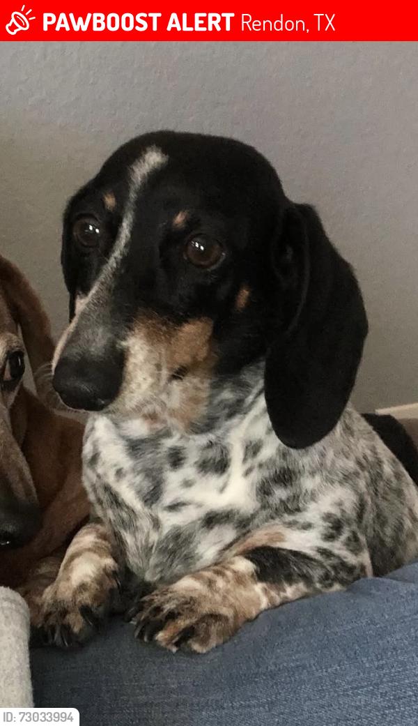 Lost Female Dog last seen Levi County Road, Rendon, TX 76028