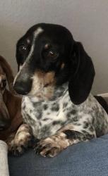 Lost Female Dog last seen Levi County Road, Rendon, TX 76028