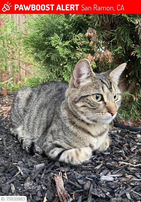 Lost Male Cat last seen Near Laurelspur Loop, San Ramon, CA 94582