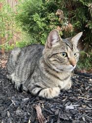 Lost Male Cat last seen Near Laurelspur Loop, San Ramon, CA 94582