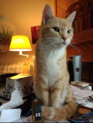Reunited Female Cat last seen Near S Zeno St, Aurora, CO 80017, USA, Aurora, CO 80017