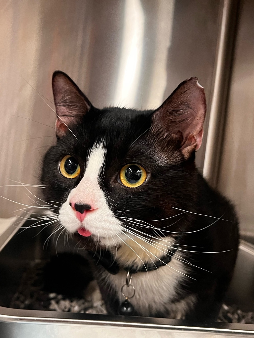Shelter Stray Male Cat last seen Near Mott Street, NEW YORK, NY, 10013, 326 E 110th St, New York, NY 10029, USA
