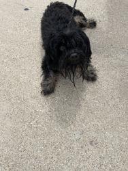 Found/Stray Unknown Dog last seen Near Donegal Bay Ct, Killeen, TX 76549