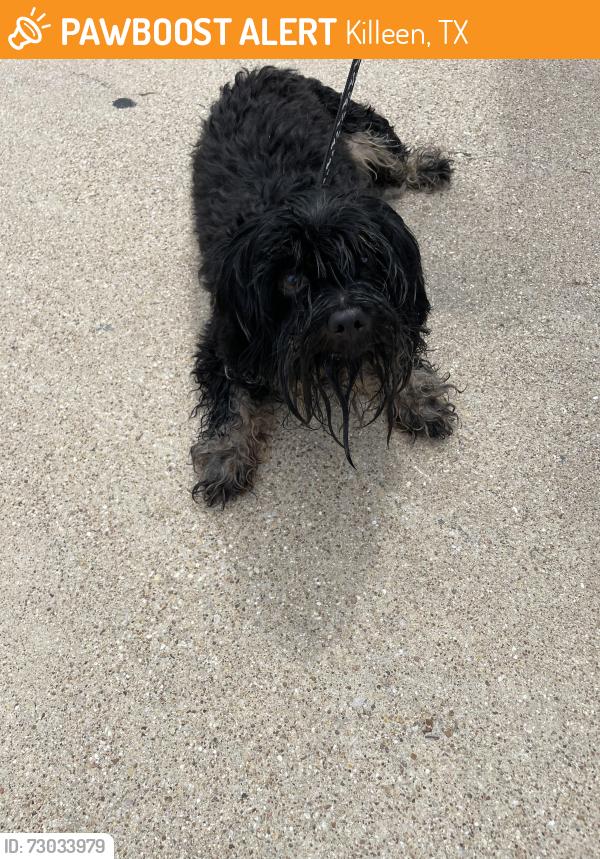 Found/Stray Unknown Dog last seen Near Donegal Bay Ct, Killeen, TX 76549