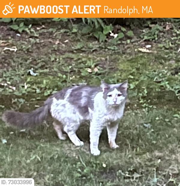 Found/Stray Unknown Cat last seen Between Grove Square and Wales Ave in Randolph, Randolph, MA 02368