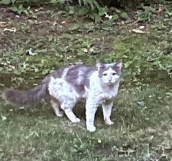 Found/Stray Unknown Cat last seen Between Grove Square and Wales Ave in Randolph, Randolph, MA 02368