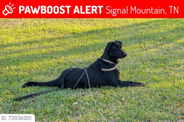 Lost Male Dog last seen Corral & Taft, Signal Mountain, TN 37377