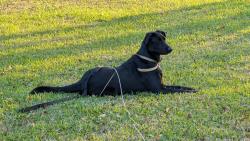 Lost Male Dog last seen Corral & Taft, Signal Mountain, TN 37377
