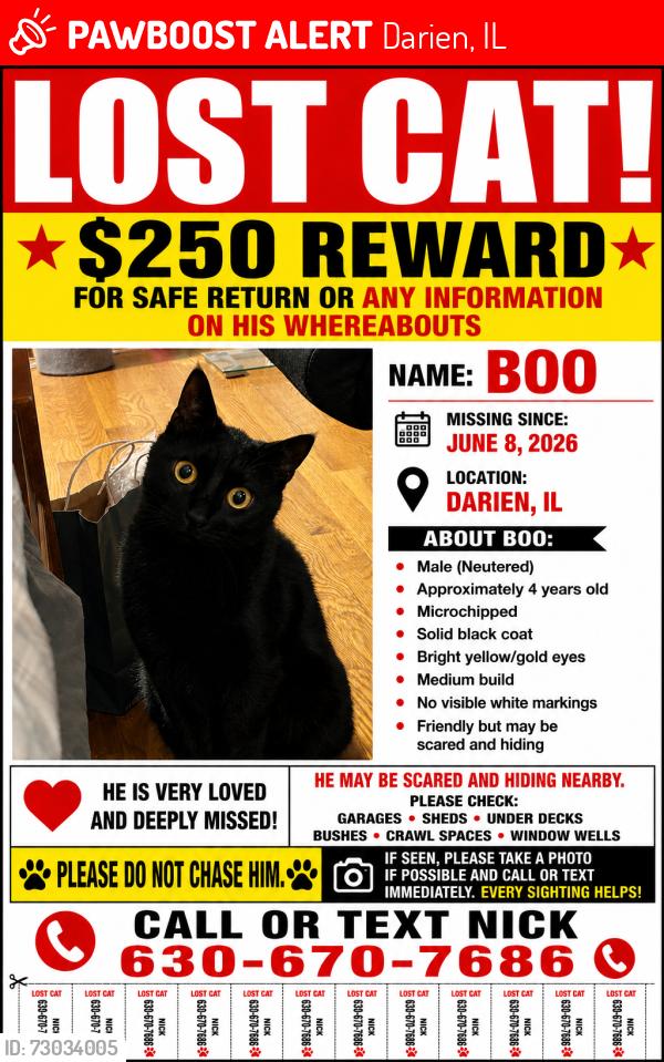Lost Male Cat last seen Plainfield rd, Darien, IL 60561