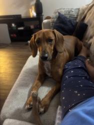 Reunited Male Dog last seen Near E Canfield Ln, Anaheim, CA 92805, USA, Anaheim, CA 92805