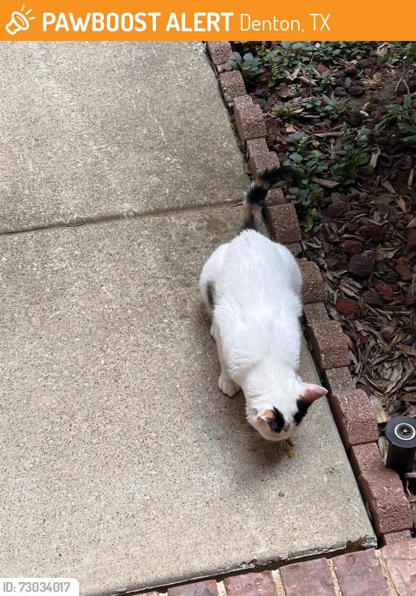 Found/Stray Unknown Cat last seen Pine Hills and Hayling Way, Denton, TX 76210