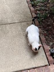 Found/Stray Unknown Cat last seen Pine Hills and Hayling Way, Denton, TX 76210