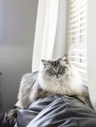 Reunited Male Cat last seen Chatfield and Carr St, Littleton, CO 80128