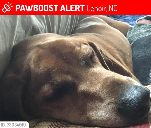 Lost Male Dog last seen morris creek road, sutterwhite road, Lenoir, NC 28645