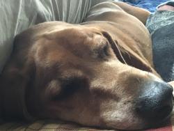 Lost Male Dog last seen morris creek road, sutterwhite road, Lenoir, NC 28645
