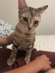 Lost Female Cat last seen Simon, Kyle tx a street in the peninsula neighborhood in plum creek, Kyle, TX 78640