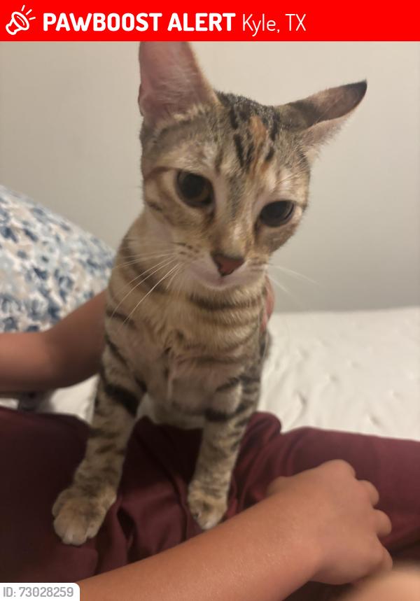 Lost Female Cat last seen Simon, Kyle tx a street in the peninsula neighborhood in plum creek, Kyle, TX 78640