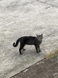 Found/Stray Unknown Cat last seen Old trail/Freudenberg , Red Bank, TN 37415