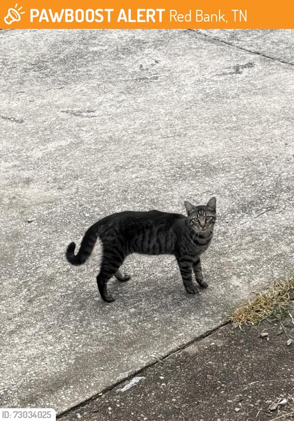 Found/Stray Unknown Cat last seen Old trail/Freudenberg , Red Bank, TN 37415
