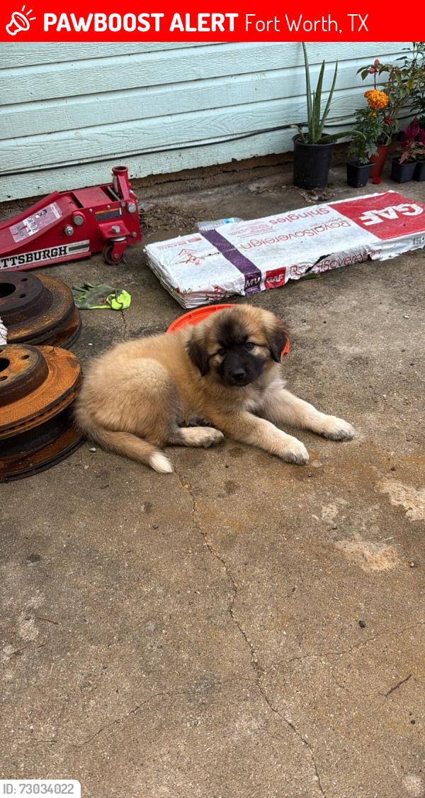 Lost Female Dog last seen Stockyards, Fort Worth, TX 76164