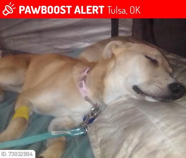 Lost Female Dog last seen Between 129th and Garrett on hwy 244, Tulsa, OK 74116