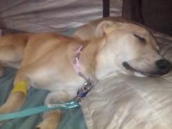 Lost Female Dog last seen Between 129th and Garrett on hwy 244, Tulsa, OK 74116