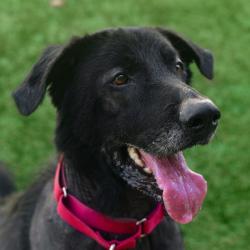 Shelter Stray Male Dog last seen , 3173 K-68 Hwy, Ottawa, KS 66067, USA