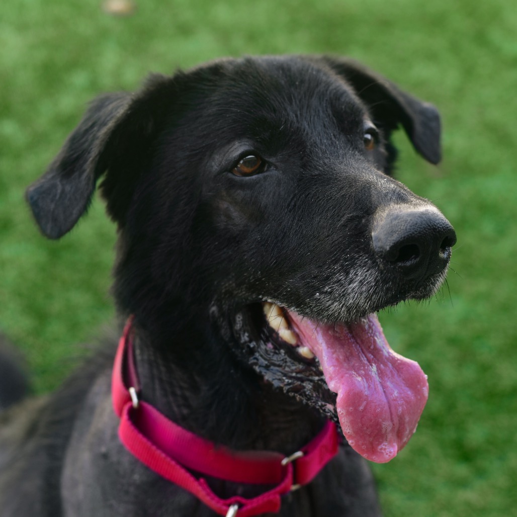 Shelter Stray Male Dog last seen , 3173 K-68 Hwy, Ottawa, KS 66067, USA