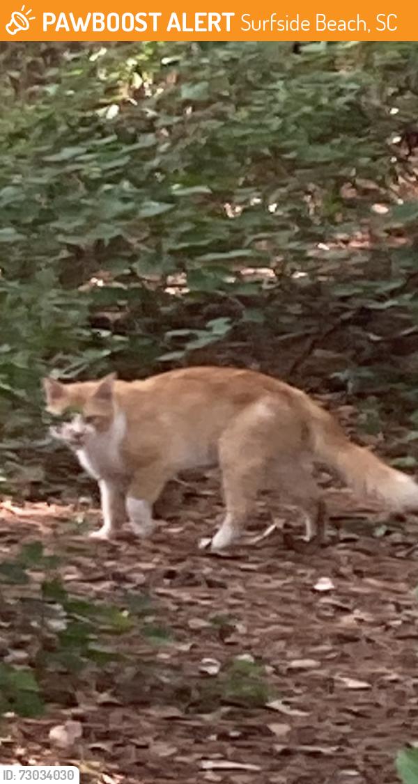 Found/Stray Unknown Cat last seen Ollies 16th Ave and 17 business, Surfside Beach, SC 29575