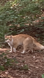 Found/Stray Unknown Cat last seen Ollies 16th Ave and 17 business, Surfside Beach, SC 29575