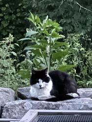 Found/Stray Unknown Cat last seen Joshuatown Road, Lyme, CT 06371