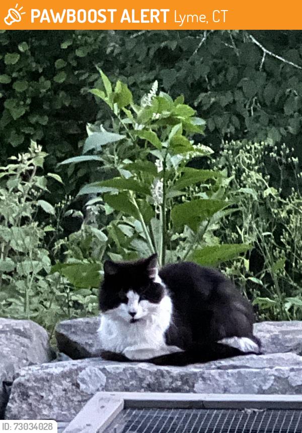 Found/Stray Unknown Cat last seen Joshuatown Road, Lyme, CT 06371