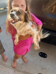 Found/Stray Female Dog last seen Sandy beach, Azle, TX 76020