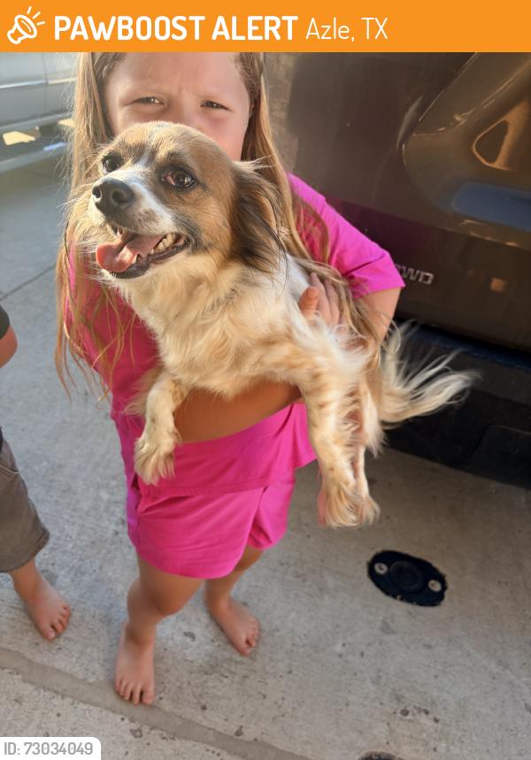 Found/Stray Female Dog last seen Sandy beach, Azle, TX 76020