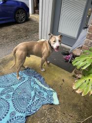 Found/Stray Male Dog last seen N Shepard and 38th, Houston, TX 77018