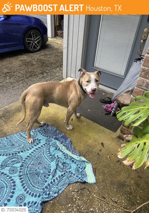 Found/Stray Male Dog last seen N Shepard and 38th, Houston, TX 77018